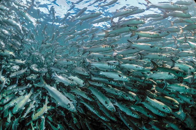 school of migrating mullet