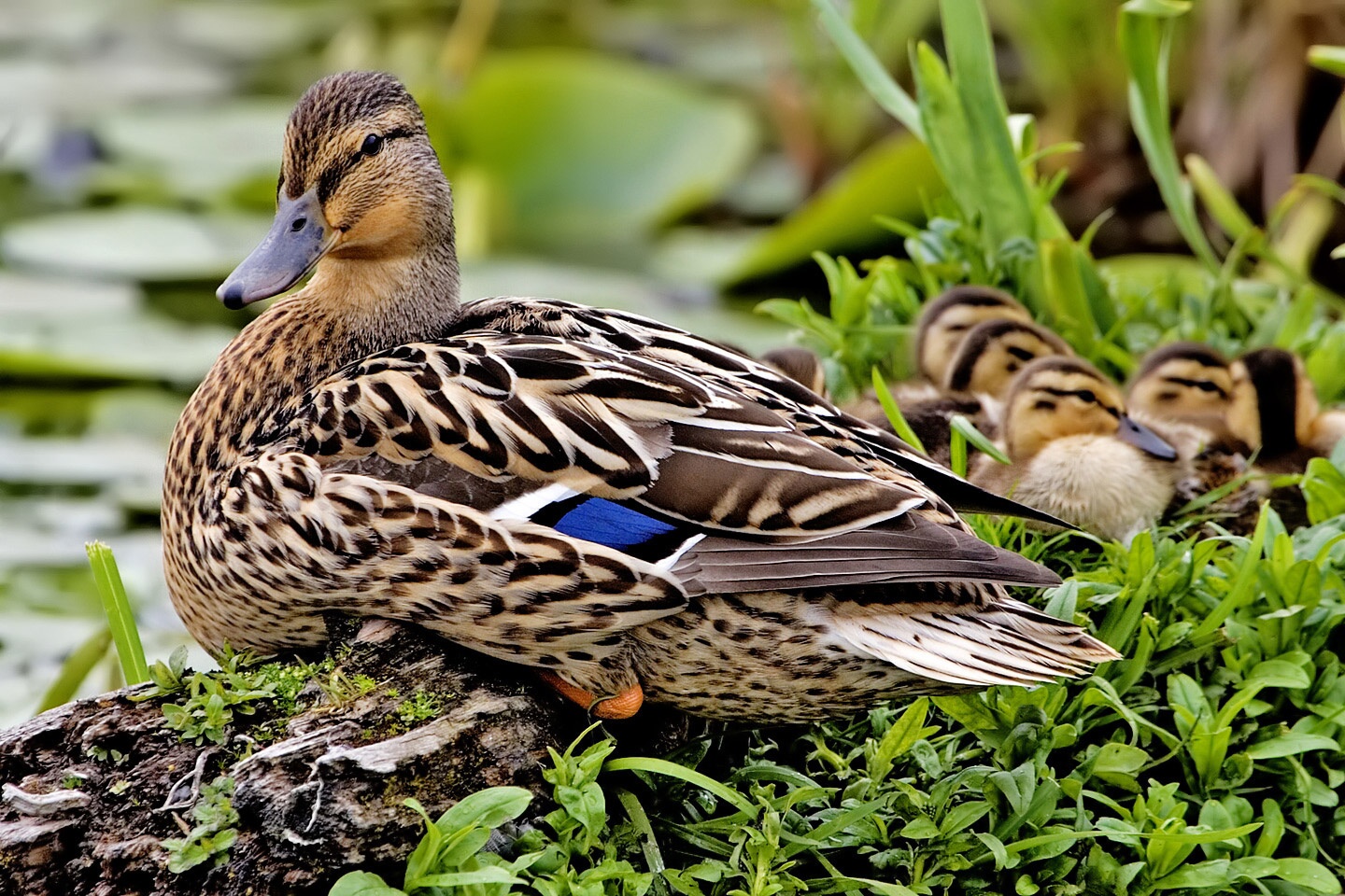 nesting mallard