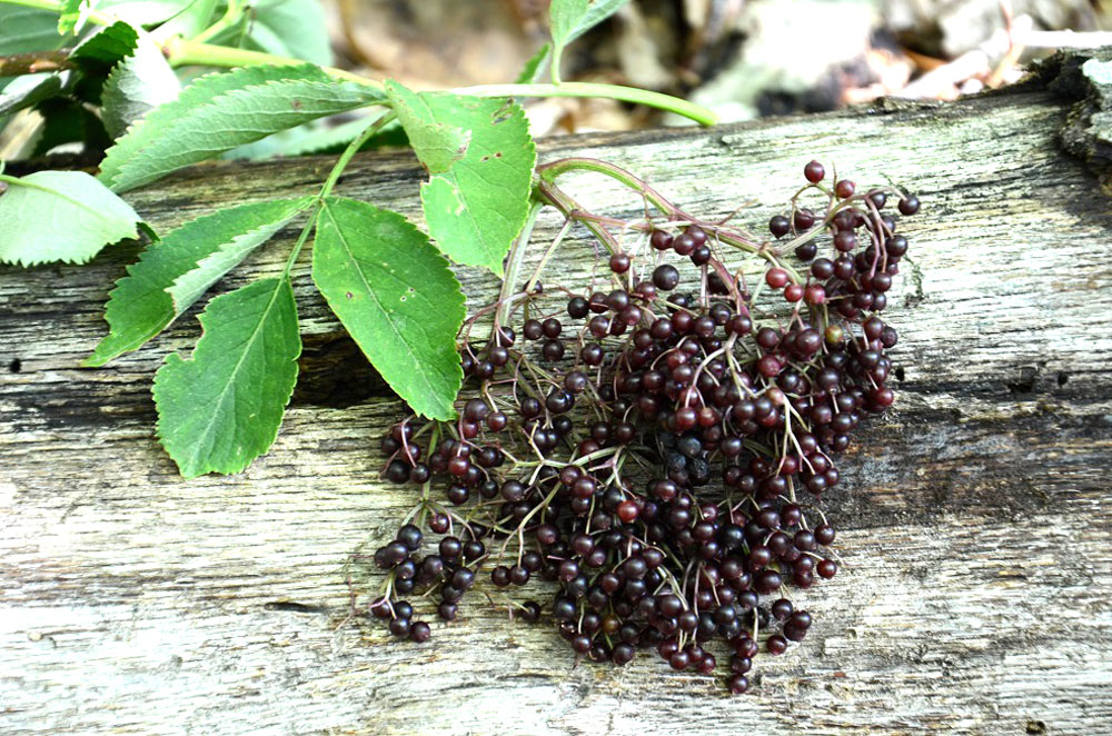 Elderberries