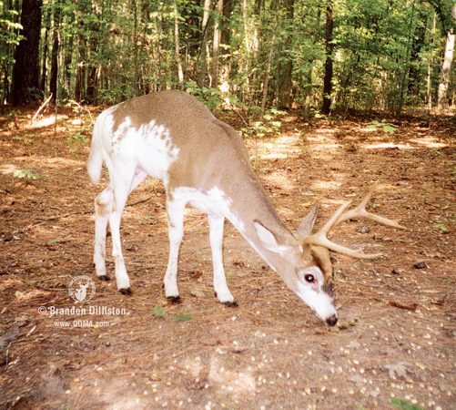 Have You Seen These Deer Diseases In Your Local Woods?