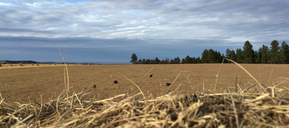 GPS Research Confirms It: Spring Gobblers Like to Show Off