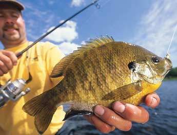 How to Clean a Panfish
