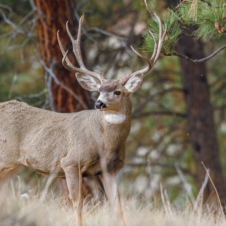 How to Scout and Hunt Muleys by Mapping 3 Types of Terrain