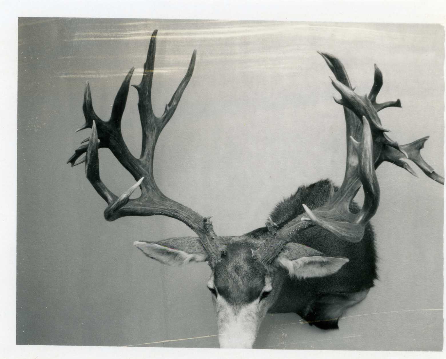 Boone & Crockett Club record mule deer