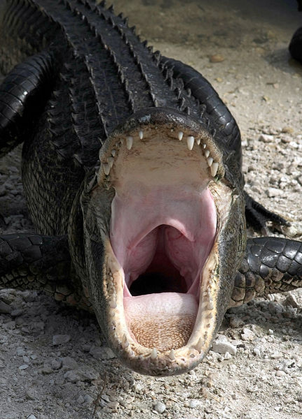 httpswww.outdoorlife.comsitesoutdoorlife.comfilesimport2014importImage2010photo100132157910_431px-Alligator_mississippiensis_yawn_photobyIanare_Sevi.jpg