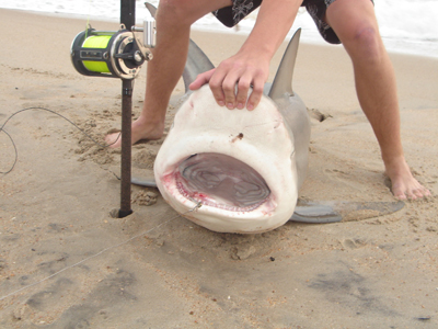 One bull chomped on Collette's boat leaving gouges from its top teeth on the gunwale.