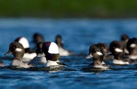 httpswww.outdoorlife.comsitesoutdoorlife.comfilesimport2013images201102buffleheads_0.jpeg