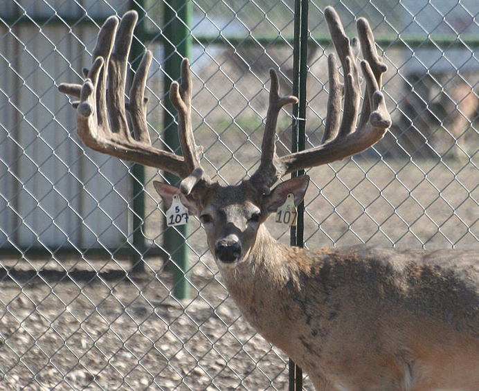 giant high fence buck