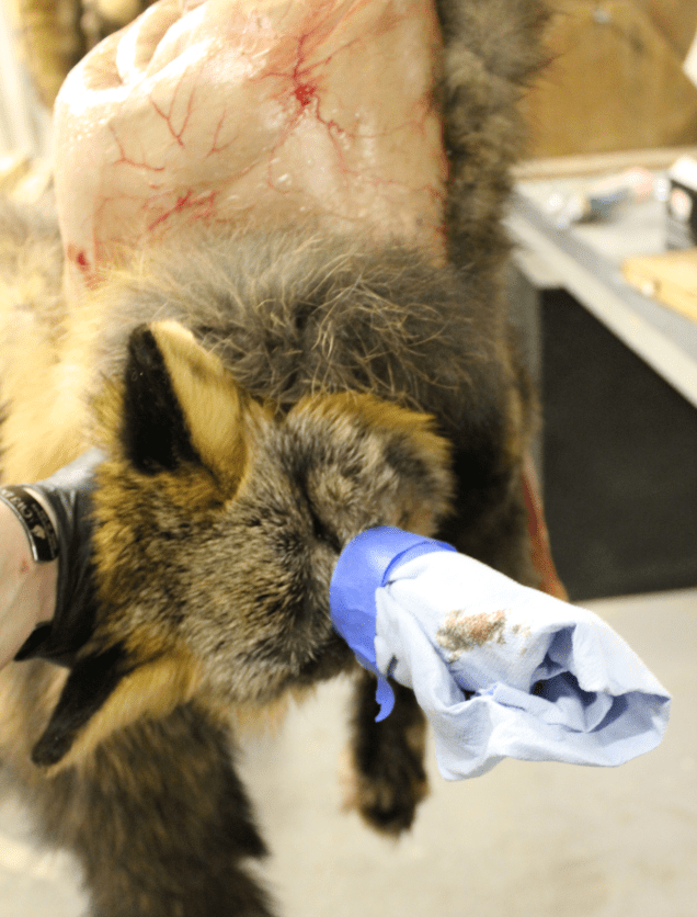 How to Clean Blood Out of Predator and Furbearer Pelts