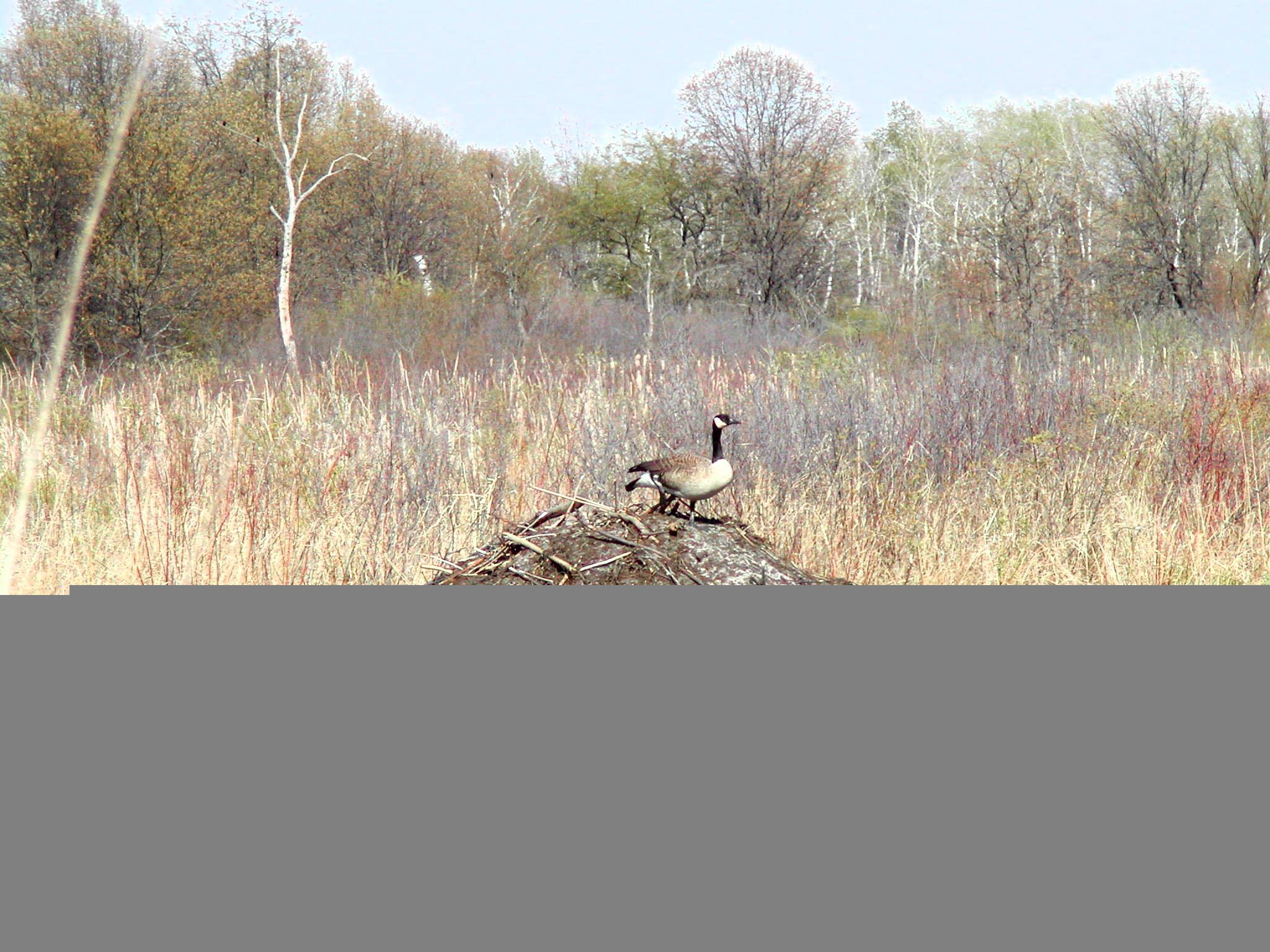 httpswww.outdoorlife.comsitesoutdoorlife.comfilesimport2013images201102goose_nest_0.jpg