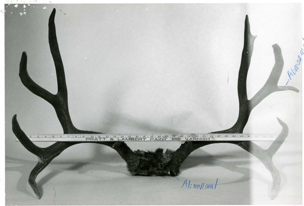 Boone & Crockett Club record mule deer