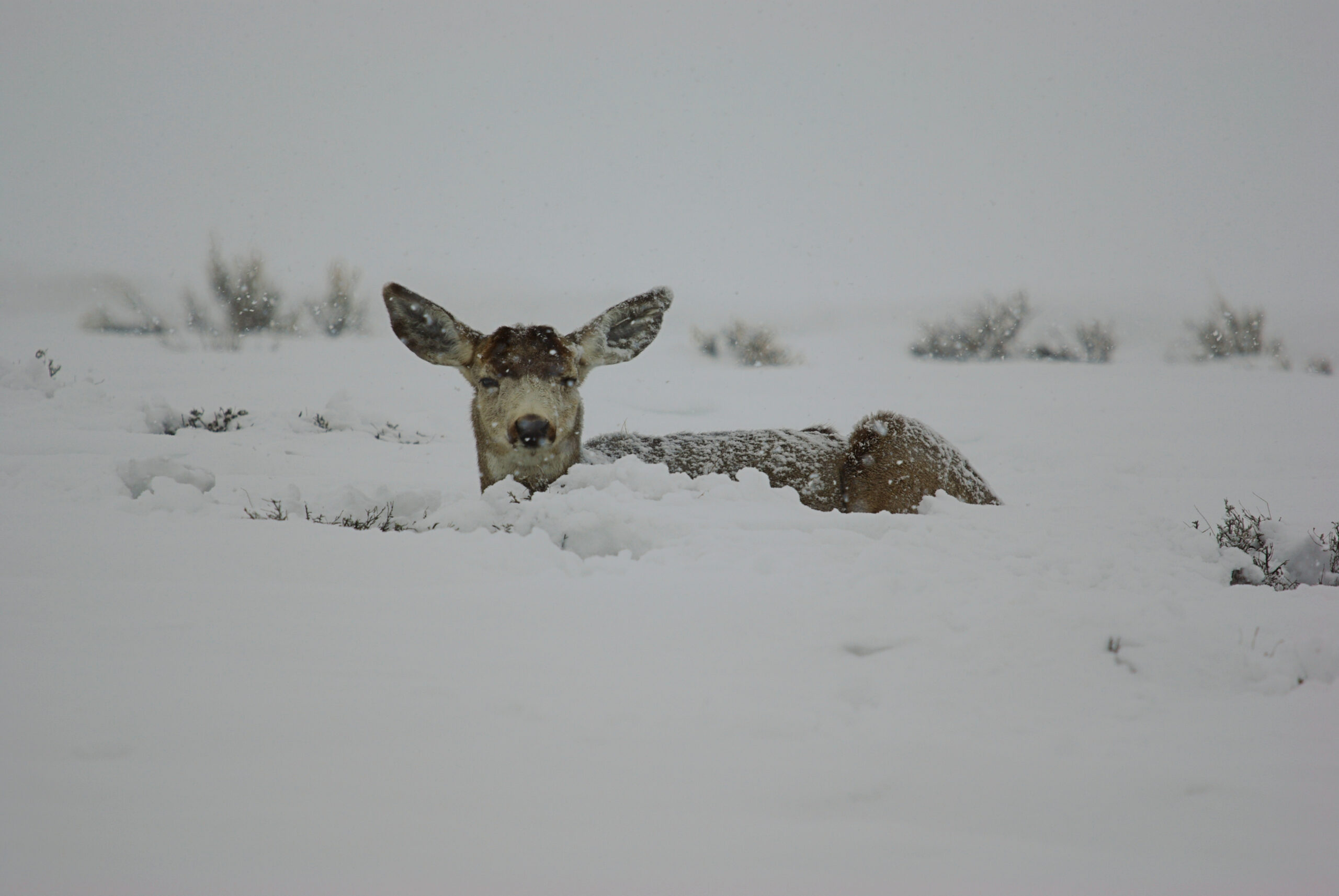 elk fawn