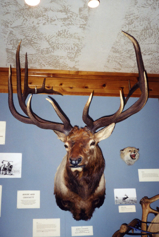 #3 Typical Bull Elk