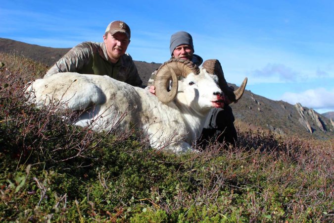 dall sheep ram