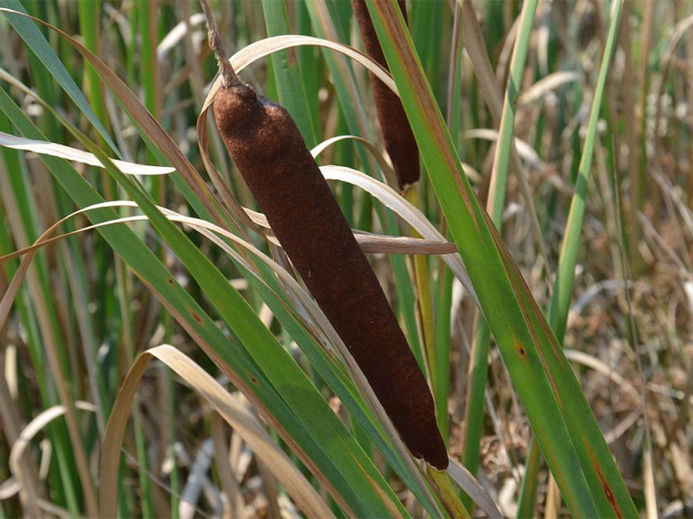 Common cattail (Typha latifolia)