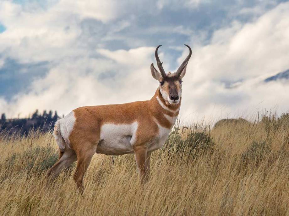 5 Killer Big-Game Trips for Hunters on a Budget