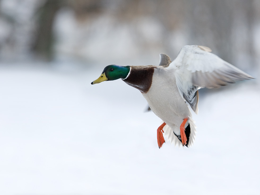 mallard duck, duck species, types of ducks