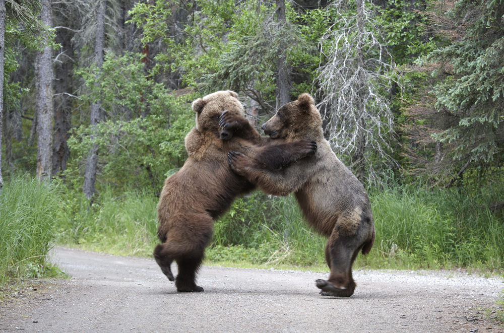 httpswww.outdoorlife.comsitesoutdoorlife.comfilesimport2013images201211SN_BEAR_FIGHT_6.jpg