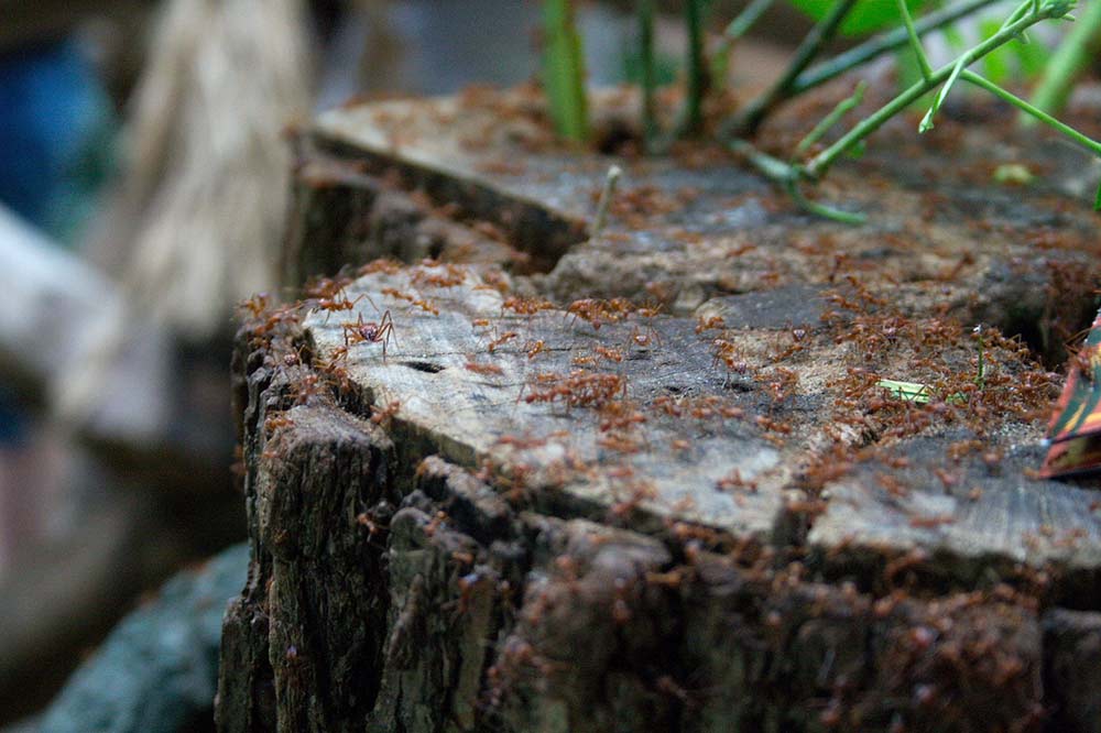 termite colony