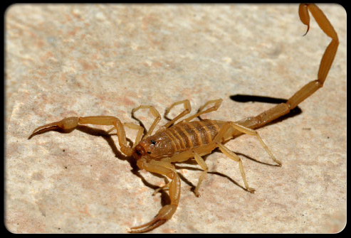 httpswww.outdoorlife.comsitesoutdoorlife.comfilesimport2014importImage2010photo300103_Arizona_bark_scorpion.jpg