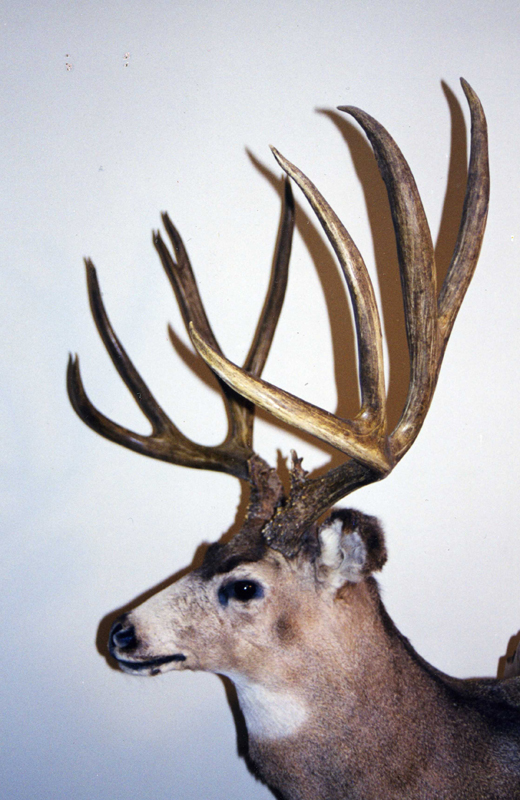 Boone & Crockett Club record mule deer