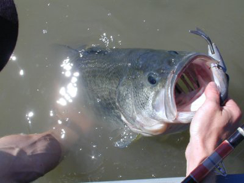 bass fishing facts