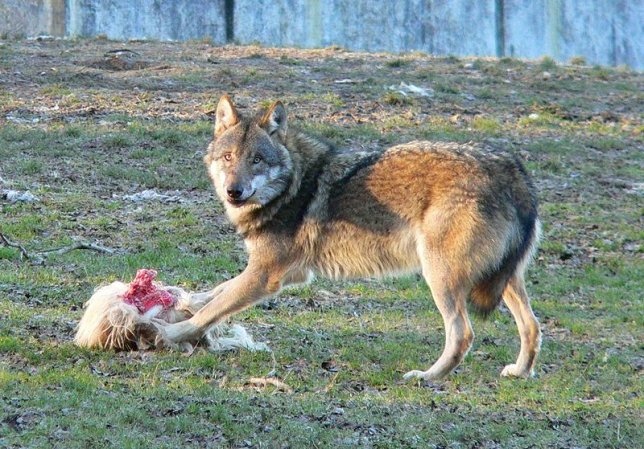 400 Wolves on The Prowl In Russia