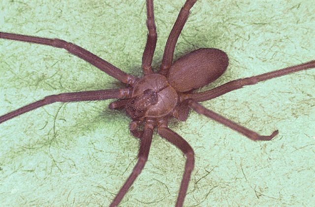 httpswww.outdoorlife.comsitesoutdoorlife.comfilesimport2014importImage2010photo3001011_Brown_recluse_spider.jpg