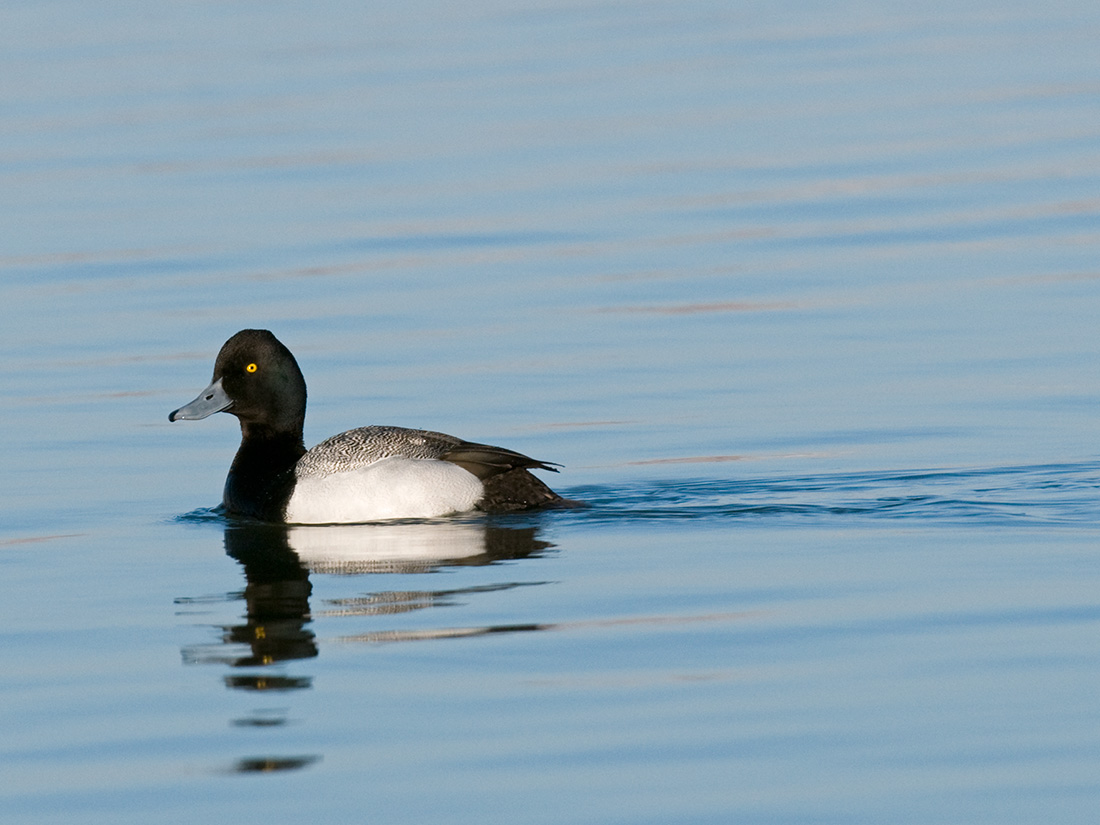 bluebill duck, duck species, types of ducks