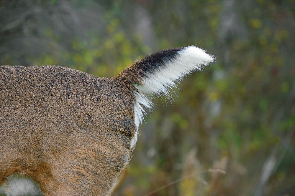 whitetail deer half mast