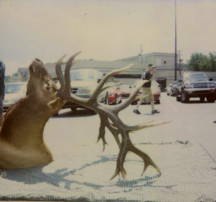 3 nontypical bull elk