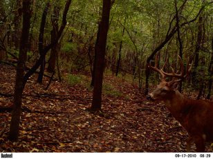 10 Myths About Whitetail Deer Movement | Outdoor Life