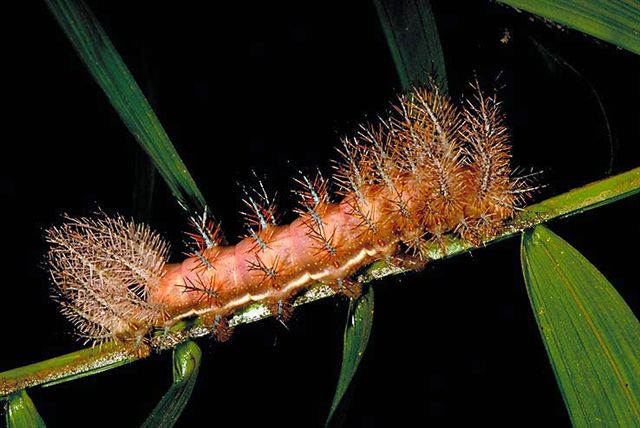 httpswww.outdoorlife.comsitesoutdoorlife.comfilesimport2014importImage2010photo3001038Io-moth-caterpillar.jpg