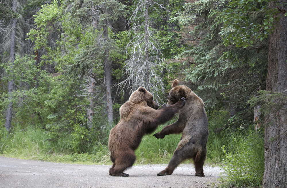 httpswww.outdoorlife.comsitesoutdoorlife.comfilesimport2014importImage2012photo1001321579SN_BEAR_FIGHT_2.jpg