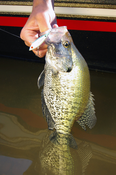 httpswww.outdoorlife.comsitesoutdoorlife.comfilesimport2014importImage2008legacyoutdoorlifecrappie_fall_010.JPG