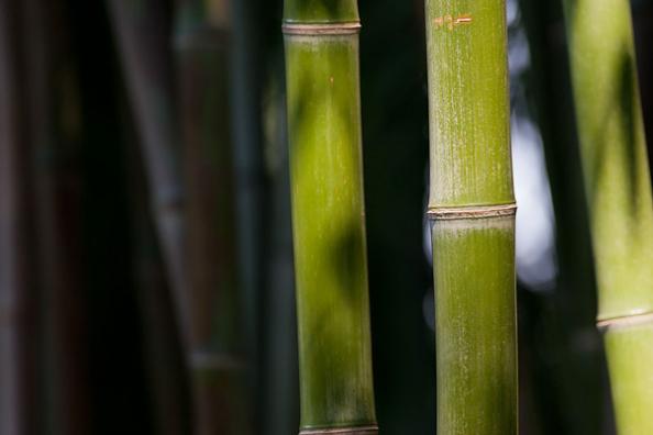 What is Bamboo Used for?