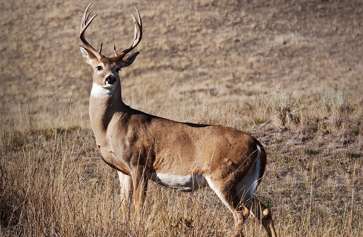 httpswww.outdoorlife.comsitesoutdoorlife.comfilesimport2015whitetail.jpg