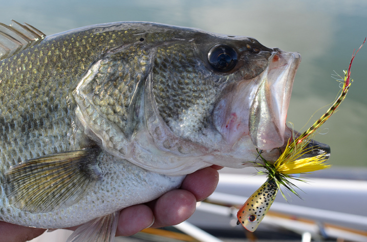 bass fishing facts