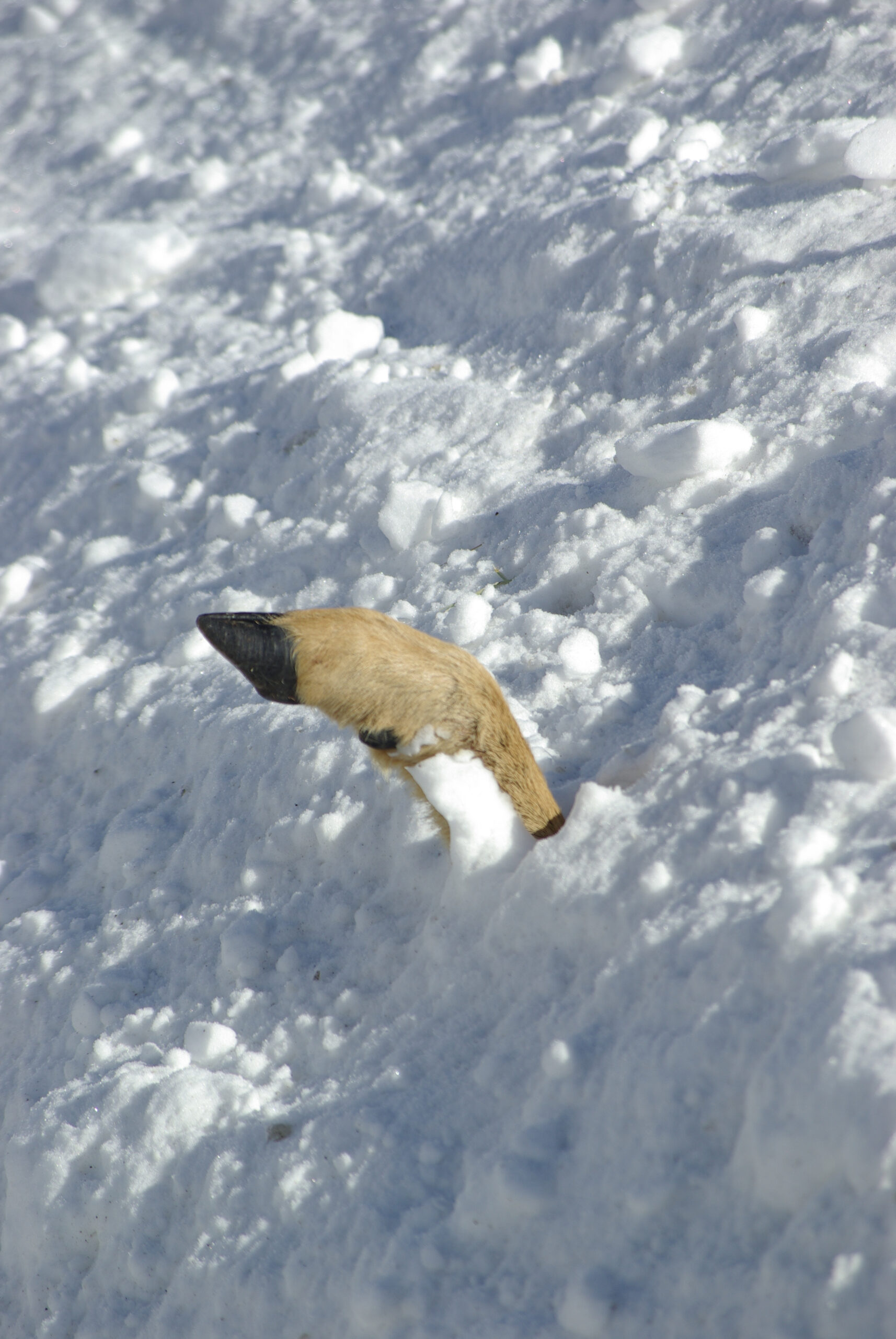 winter deer losses