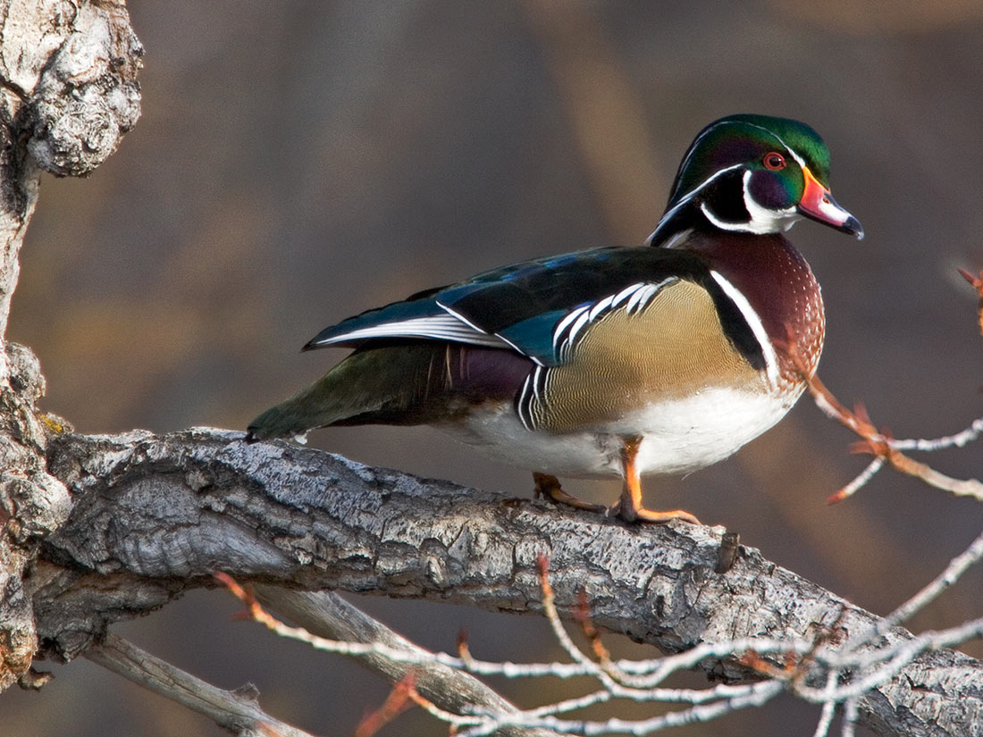 wood duck, duck species, types of ducks