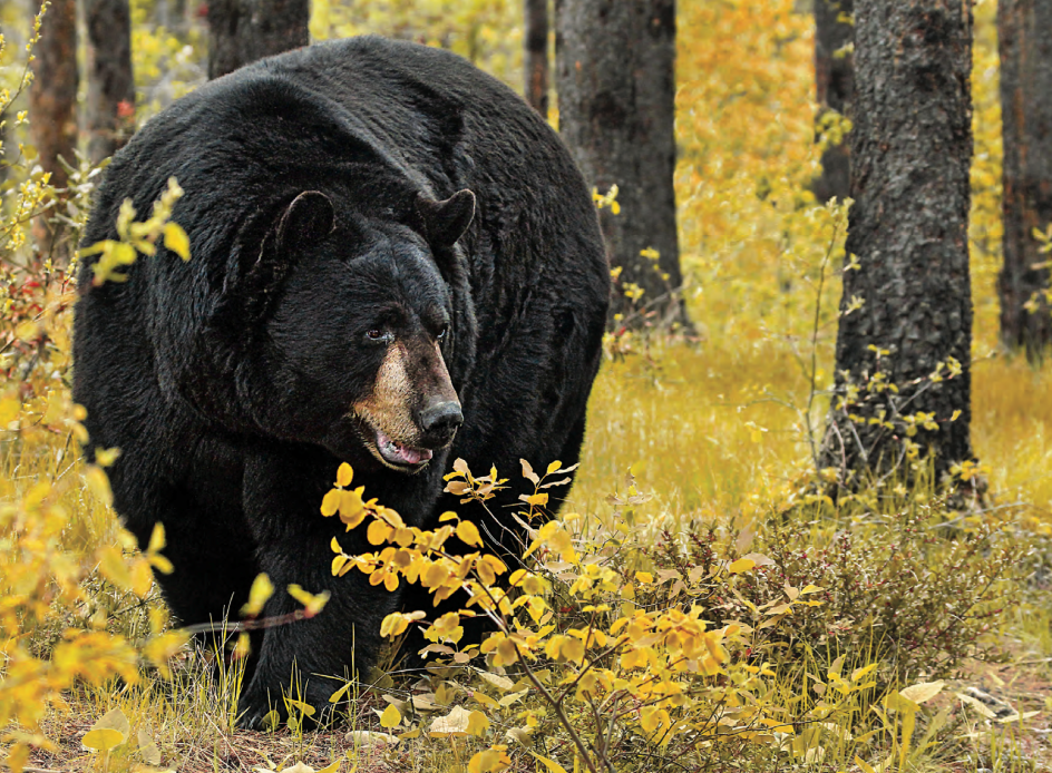 Tips and Tactics: How to Hunt Black Bears