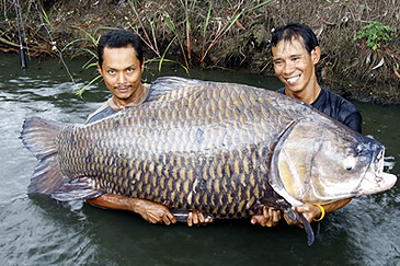 httpswww.outdoorlife.comsitesoutdoorlife.comfilesimport2014importImage2010photo6giant_siamese_carp_record.jpg