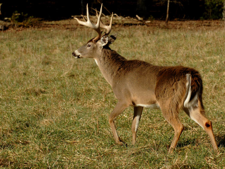 Anatomy of a Buck Brawl: We Analyze a 50-Minute Fight Between Two ...