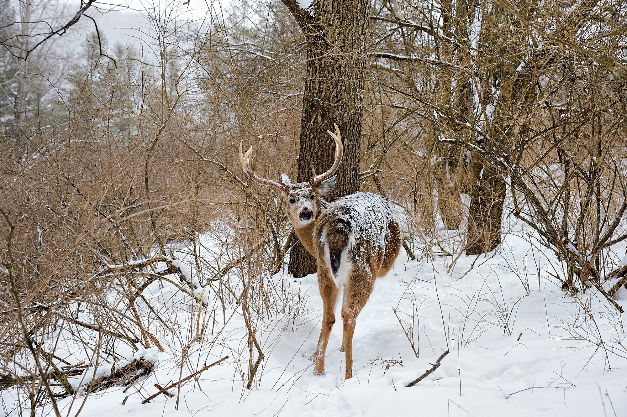 tracking deer