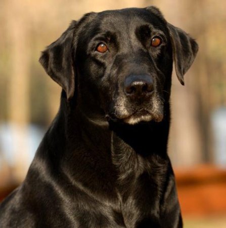 Death of a Retriever: Drake the DU Dog Passes