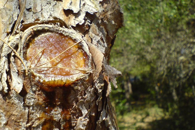 Gear Tip: Tune a Turkey Box Call with Homemade Rosin