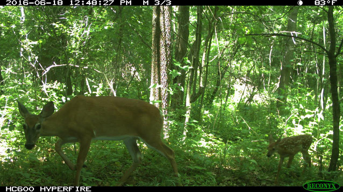 trail cameras, deer fawns, whitetail fawns, whitetail herd, whitetail management, deer herd management