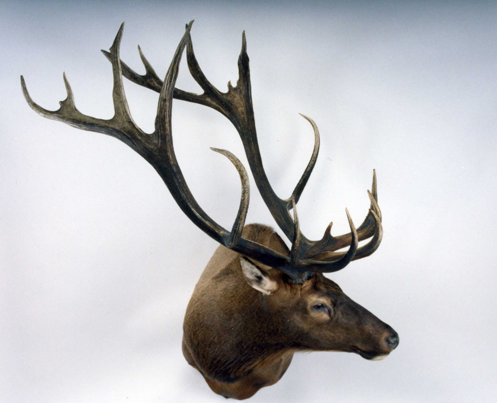 17 nontypical bull elk