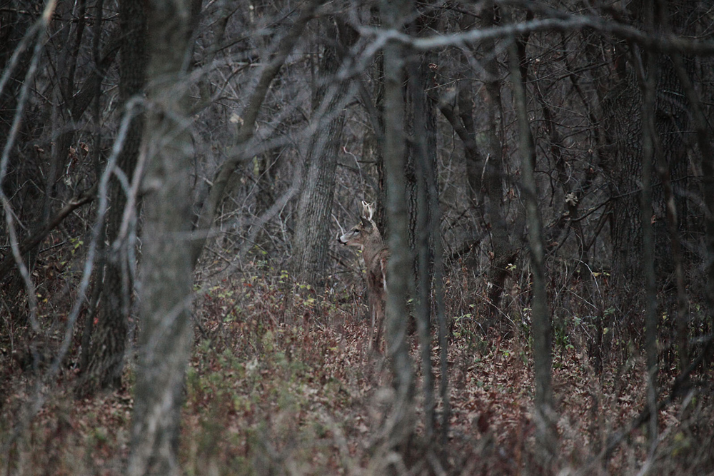 httpswww.outdoorlife.comsitesoutdoorlife.comfilesimport2013images201211MNImage6_small_buck.jpg