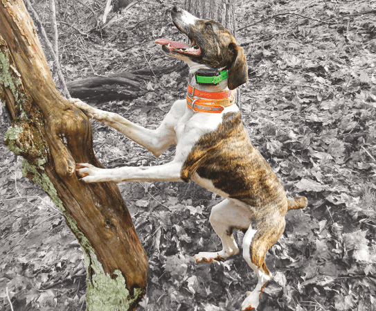 How to Train Your Own Squirrel Dog Like a Pro, Plus 4 Breeds to Consider